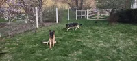 Thunder, a male German Shepherd Dog for sale in Townsend, MA – 9 of 10