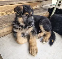 Thunder, a male German Shepherd Dog for sale in Townsend, MA – 1 of 10