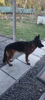 Thunder, a male German Shepherd Dog for sale in Townsend, MA – 3 of 10
