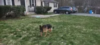 Thunder, a male German Shepherd Dog for sale in Townsend, MA – 10 of 10