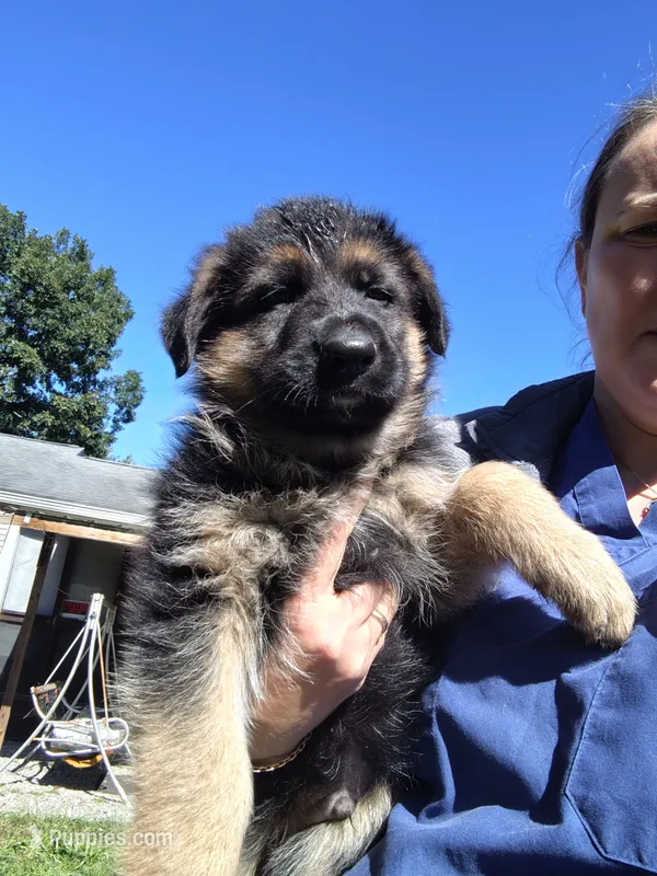 Bacon – German Shepherd Dog puppy for sale in Townsend, MA