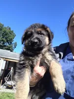Bacon, a male German Shepherd Dog for sale in Townsend, MA – 2 of 2
