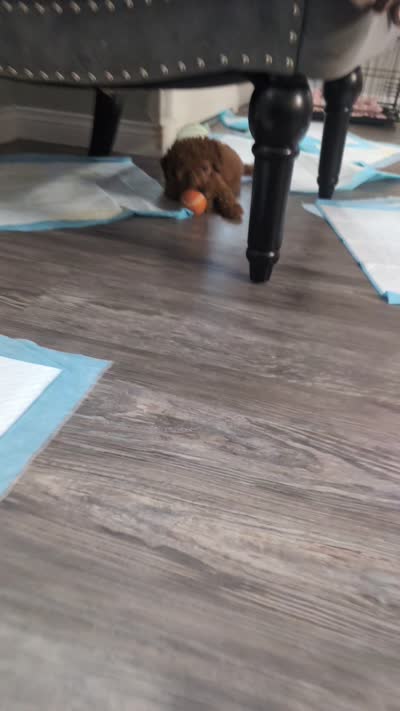 Mocha brown , a female Poodle - Toy  for sale in La Habra, CA – 10 of 10