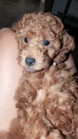 Mocha brown , a female Poodle - Toy  for sale in La Habra, CA – 6 of 10