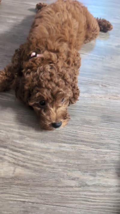 Mocha brown , a female Poodle - Toy  for sale in La Habra, CA – 9 of 10