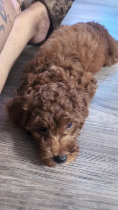 Mocha brown , a female Poodle - Toy  for sale in La Habra, CA – 8 of 10