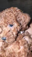 Mocha brown , a female Poodle - Toy  for sale in La Habra, CA – 5 of 10