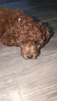 Mocha brown , a female Poodle - Toy  for sale in La Habra, CA – 2 of 10
