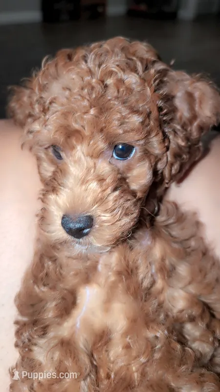 Mocha brown  – Poodle - Toy  puppy for sale in La Habra, CA