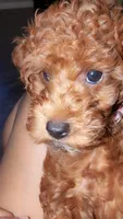 Mocha brown , a female Poodle - Toy  for sale in La Habra, CA – 4 of 10