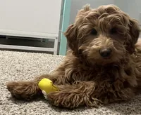 processed/6a35fb34-7fff-4535-8063-b10c5f0625d5/listing/4dc6bb8a-981a-45e1-a94c-a436b95c3e65/0bc00ed1-0a7d-41d6-a6d5-863b6b916a09