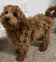 processed/6a35fb34-7fff-4535-8063-b10c5f0625d5/listing/4dc6bb8a-981a-45e1-a94c-a436b95c3e65/c186a2e3-f0c9-4d5c-a736-a8c1a8c5b8b7