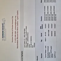 Alvin, a male Miniature Labradoodle for sale in Kansas City, MO – Photo 7 of 7