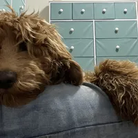 Alvin, a male Miniature Labradoodle for sale in Kansas City, MO – Photo 4 of 7