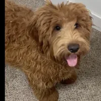 Alvin, a male Miniature Labradoodle for sale in Kansas City, MO – Photo 2 of 7