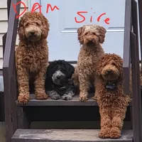 Alvin, a male Miniature Labradoodle for sale in Kansas City, MO – Photo 5 of 7