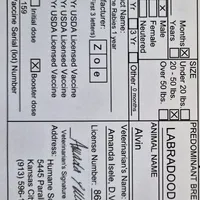 Alvin, a male Miniature Labradoodle for sale in Kansas City, MO – Photo 6 of 7