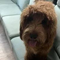 Alvin, a male Miniature Labradoodle for sale in Kansas City, MO – Photo 3 of 7