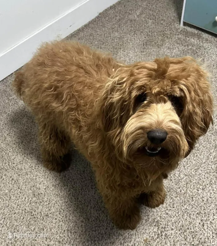 Alvin – Miniature Labradoodle puppy for sale in Kansas City, MO