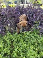 Rose, a female Boxer for sale in Fort Myers, FL – 4 of 10