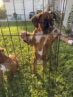 Ellie, a female Boxer for sale in Fort Myers, FL – 3 of 5