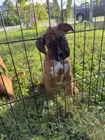 Ellie, a female Boxer for sale in Fort Myers, FL – 4 of 5