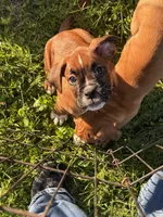 Ellie, a female Boxer for sale in Fort Myers, FL – 5 of 5