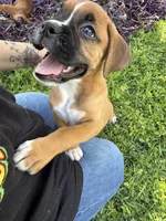 Rose, a female Boxer for sale in Fort Myers, FL – 6 of 10