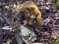 Rose, a female Boxer for sale in Fort Myers, FL – 5 of 10