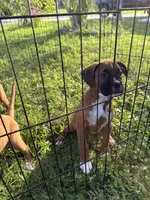 Ellie, a female Boxer for sale in Fort Myers, FL – 2 of 5