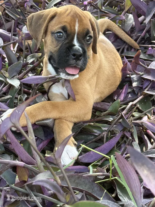 Rose – Boxer puppy for sale in Fort Myers, FL