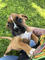Rose, a female Boxer for sale in Fort Myers, FL – 9 of 10