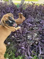 Rose, a female Boxer for sale in Fort Myers, FL – 8 of 10
