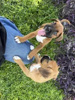 Rose, a female Boxer for sale in Fort Myers, FL – 3 of 10