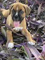 Rose, a female Boxer for sale in Fort Myers, FL – 2 of 10