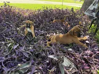 Rose, a female Boxer for sale in Fort Myers, FL – 7 of 10