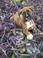 Rose, a female Boxer for sale in Fort Myers, FL – 10 of 10