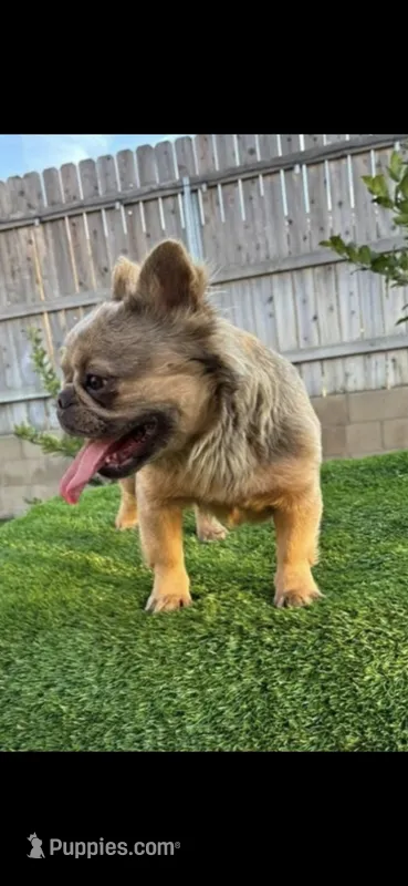 Fluffy – French Bulldog puppy for sale in Bakersfield, CA