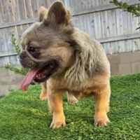 Fluffy, a female French Bulldog for sale in Bakersfield, CA – 1 of 1