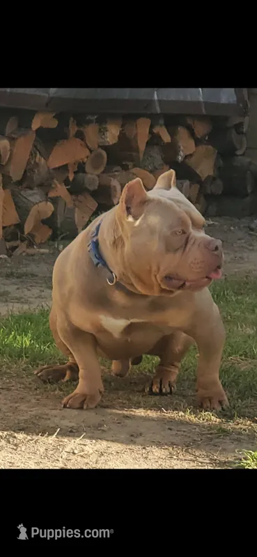Gucci – American Bully puppy for sale in Bakersfield, CA