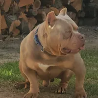 Gucci, a male American Bully for sale in Bakersfield, CA – 1 of 1