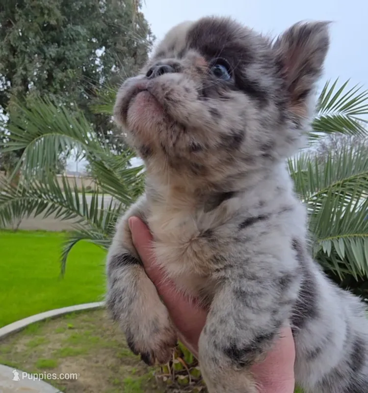 Princess – French Bulldog puppy for sale in Bakersfield, CA