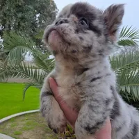 Princess, a female French Bulldog for sale in Bakersfield, CA – 1 of 4