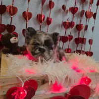 Princess, a female French Bulldog for sale in Bakersfield, CA – 3 of 4