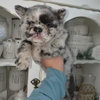 Princess, a female French Bulldog for sale in Bakersfield, CA – 2 of 4