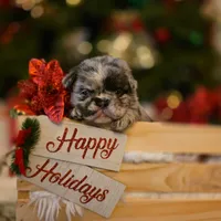 Princess, a female French Bulldog for sale in Bakersfield, CA – 4 of 4