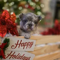 Pearl, a female French Bulldog for sale in Bakersfield, CA – 1 of 1