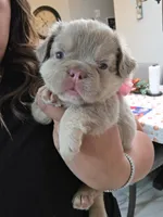 Zoe "full fluffy", a female French Bulldog for sale in Bakersfield, CA – 2 of 2