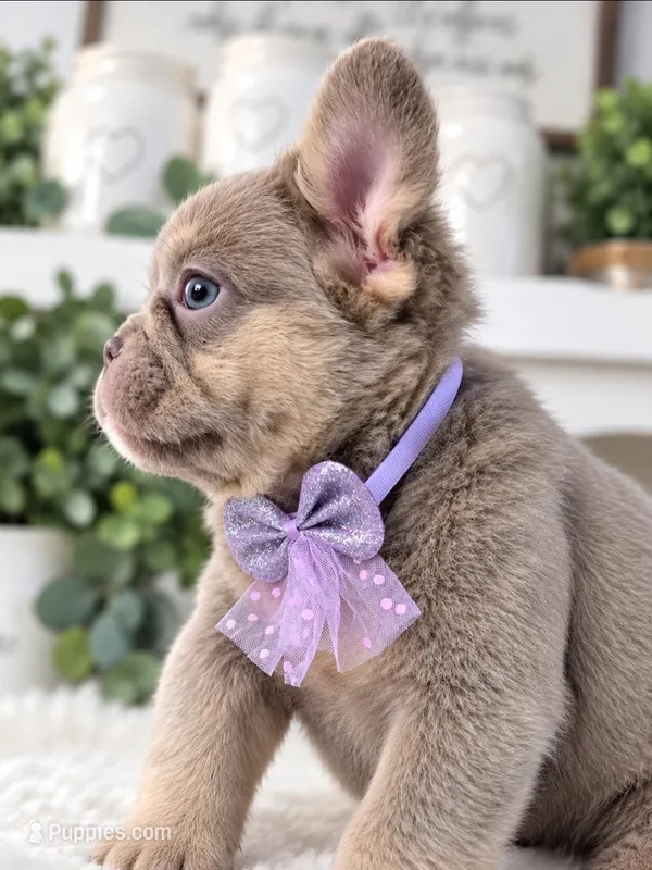 Zoe "full fluffy" – French Bulldog puppy for sale in Bakersfield, CA