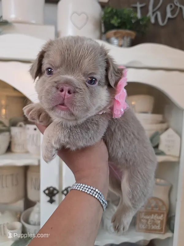 Zoe "full fluffy" – French Bulldog puppy for sale in Bakersfield, CA